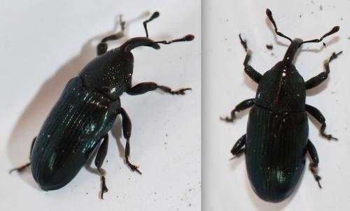 Aulacobaris sp.